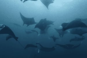 Nusa Lembongan: duiktocht met mantarog en maanvis