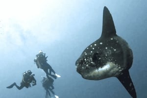 Nusa Lembongan: duiktocht met mantarog en maanvis