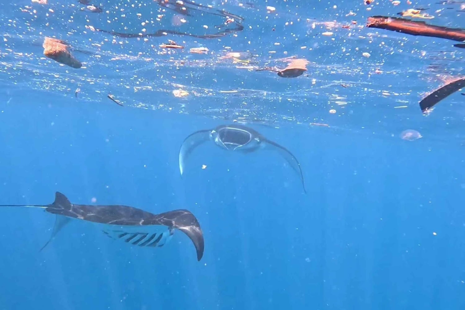 Нуса-Пенида: ранний утренний снорклинг и экскурсия по острову