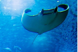 Nusa Penida: Full Day Tour with Snorkeling all Includes