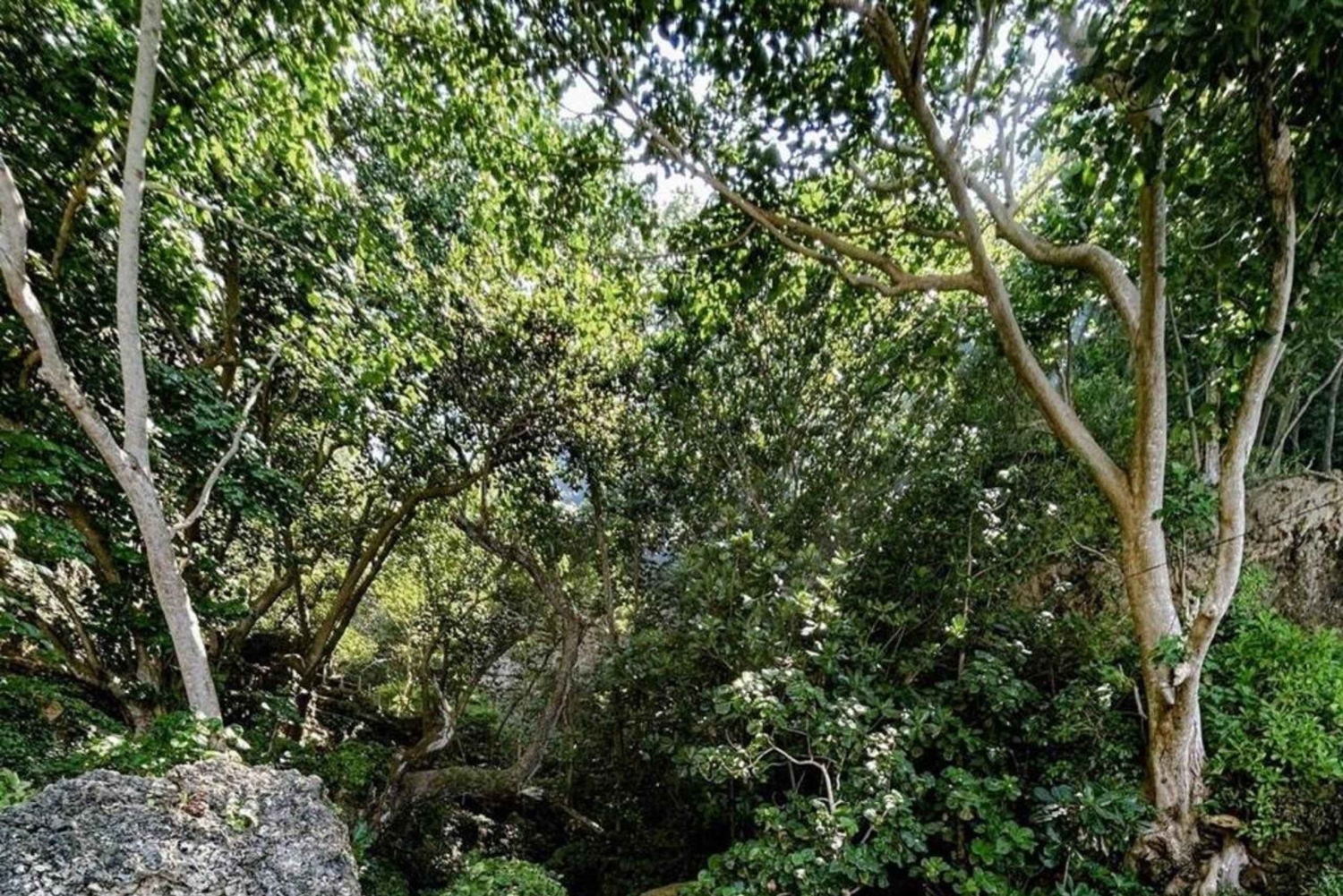 Nusa Penida Hidden Gems Adventure from Bali or Penida