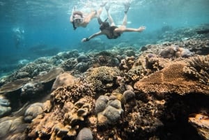 Nusa Penida-øen: Snorkling ved Manta Point og tur til vestkysten