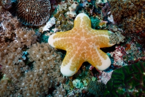 Nusa Penida Private Boat Adventure with Mantas