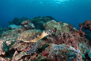 Nusa Penida Private Boat Adventure with Mantas