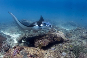 Nusa Penida Private Boat Adventure with Mantas