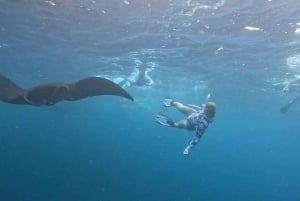 Nusa Penida: Snorkling på 3 steder med mantarokker og vesttur