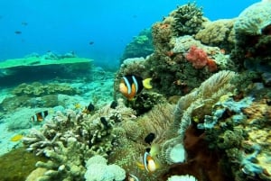 Nusa Penida: Snorkling på 3 steder med mantarokker og vesttur