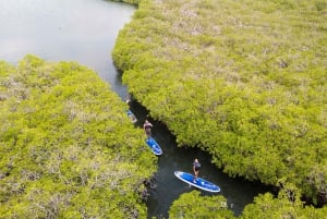 Nusa Penida: Snorklaa 3 paikassa GoPro-kameralla ja mangrovemelontaretki