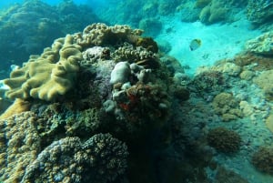 Nusa Penida: Snorklaa 3 paikassa GoPro-kameralla ja mangrovemelontaretki