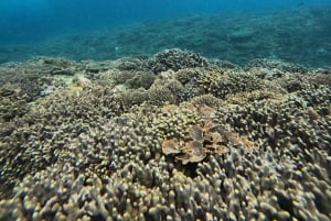 Nusa Penida: Snorklaa 3 paikassa GoPro-kameralla ja mangrovemelontaretki