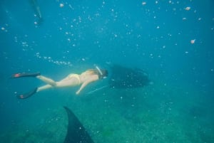 Nusa Penida: Schnorcheln 3 Spots mit GoPro & West Land Tour