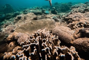 Nusa Penida: snorkel en 3 sitios con GoPro y tour por el oeste