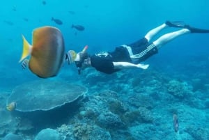 Nusa Penida: Snorkeling at 4 Spots by Speedboat with Guide