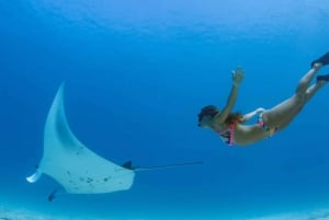 Nusa Penida: Snorkelen op 4 plekken per speedboot met gids