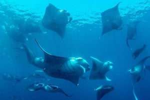 Nusa Penida: Snorkling på 4 steder i hurtigbåt med guide