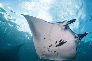 Nusa Penida: snorkel y tour panorámico de la isla desde Bali