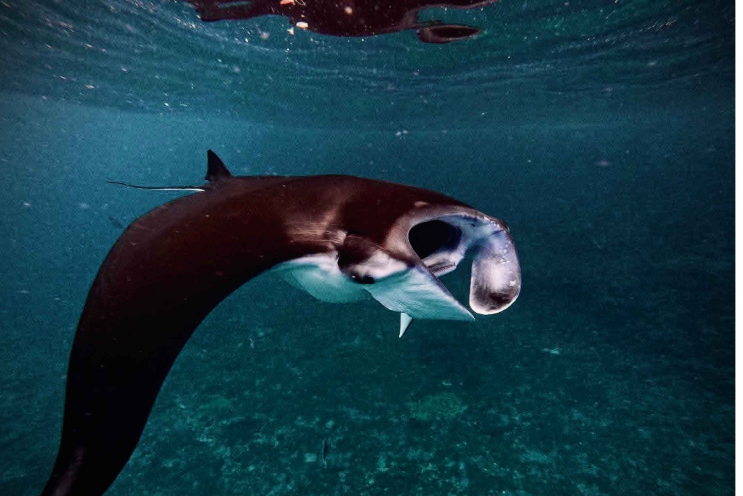 Nusa Penida : excursion de snorkeling avec raies manta et tortues