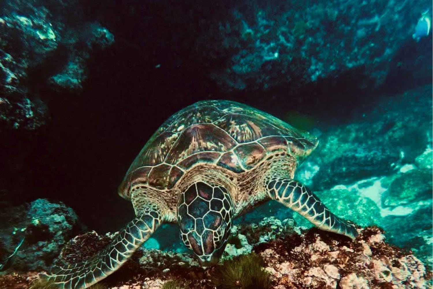 Nusa Penida : excursion de snorkeling avec raies manta et tortues