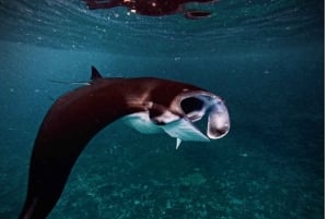 Nusa Penida : excursion de snorkeling avec raies manta et tortues