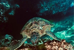 Nusa Penida : excursion de snorkeling avec raies manta et tortues