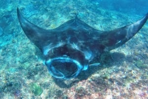 Nusa Penida : excursion de snorkeling avec raies manta et tortues