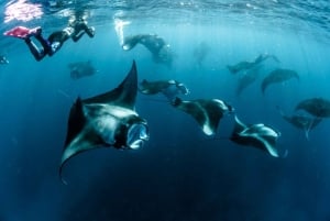 Nusa Penida : excursion de snorkeling avec raies manta et tortues