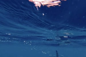 Nusa Penida : excursion de snorkeling avec raies manta et tortues