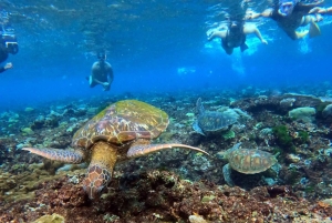 Nusa Penida : excursion de snorkeling avec raies manta et tortues
