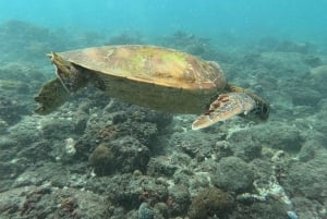 Nusa Penida: Snorkeling Tour with Traditional Boat