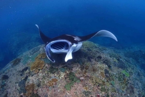 Nusa Penida: Snorkeling Tour with Traditional Boat