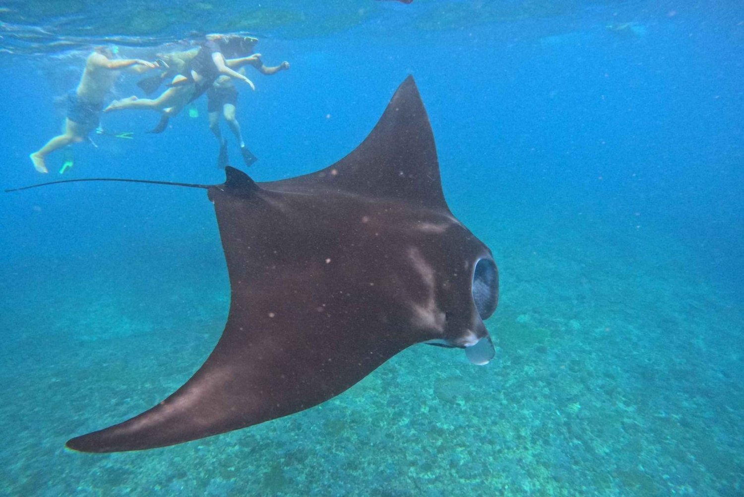 Nusa Penida Snorkeling