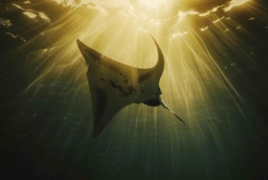 Nusa Penida: Sunset Manta & Crystal Bay Snorkel with Dinner