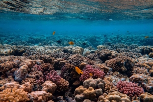 Nusa Penida: Sunset Manta & Crystal Bay Snorkel with Dinner