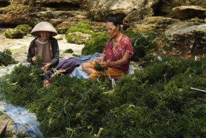 Nusa Penida: Sustainable Seaweed Farming & East Tour