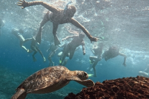 Nusa Penida Tour : Trip from Bali - Optional Bali Transfer