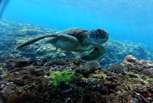 Nusa Penida:West Land Tour & Manta Bay Snorkeling with Lunch