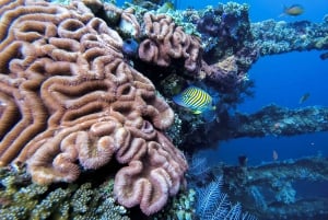 Öppet vatten-kurs på Liberty Wreck & kajakäventyr på Bali