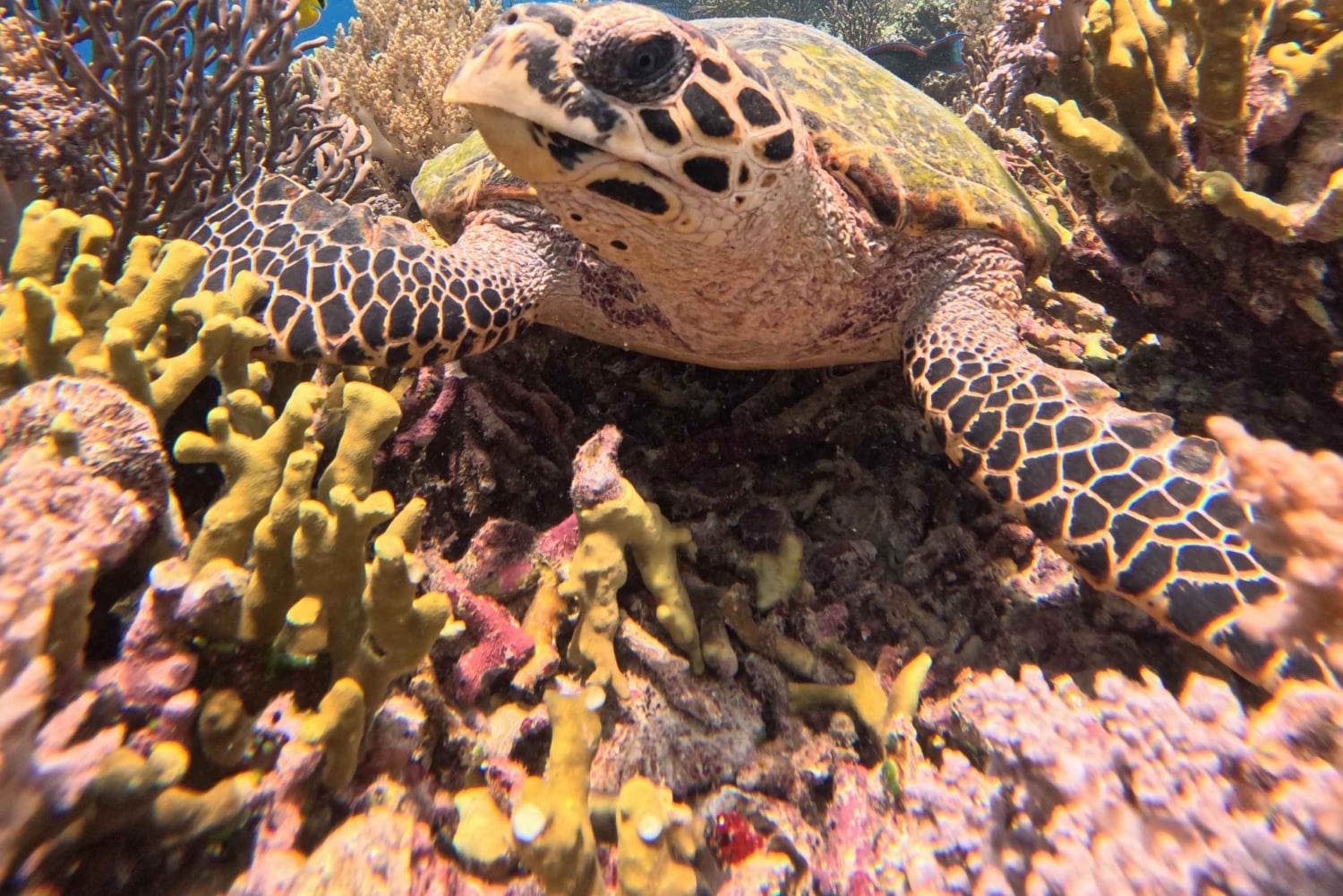 Pemuteran Bali: Menjangan Island Snorkeling Trip with Lunch