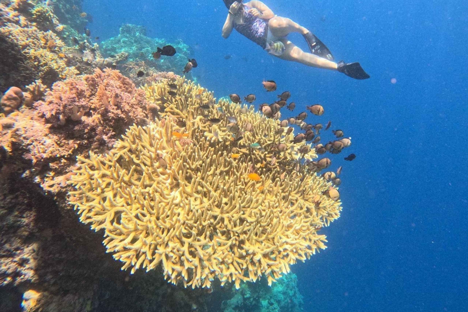 Pemuteran Bali: Menjangan Island Snorkeling Trip with Lunch