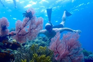 Pemuteran Bali: Menjangan Island Snorkeling Trip with Lunch