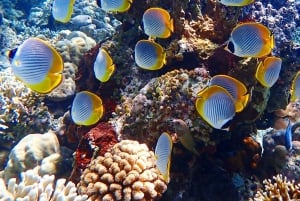Pemuteran Bali: Menjangan Island Snorkeling Trip with Lunch