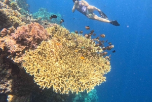 Pemuteran Bali: Menjangan Island Snorkeling Trip with Lunch