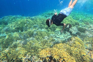 Pemuteran Bali: Menjangan Island Snorkeling Trip with Lunch