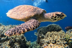 Pemuteran Bali: Menjangan Island Snorkeling Trip with Lunch