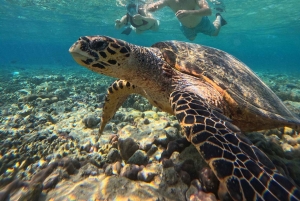 Pemuteran Bali: Menjangan Island Snorkeling Trip with Lunch