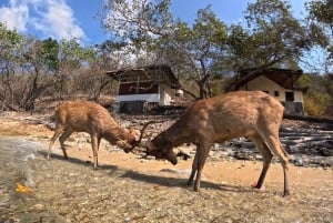 Pemuteran Bali: Menjangan Island Snorkeling Trip with Lunch