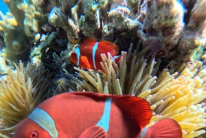 Pemuteran Bali: Menjangan Island Snorkeling Trip with Lunch