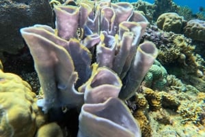 Pemuteran Bali: Menjangan Island Snorkeling Trip with Lunch