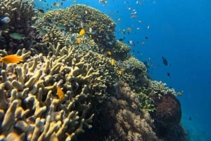 Pemuteran Bali: Menjangan Island Snorkeling Trip with Lunch