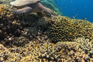 Pemuteran Bali: Menjangan Island Snorkeling Trip with Lunch